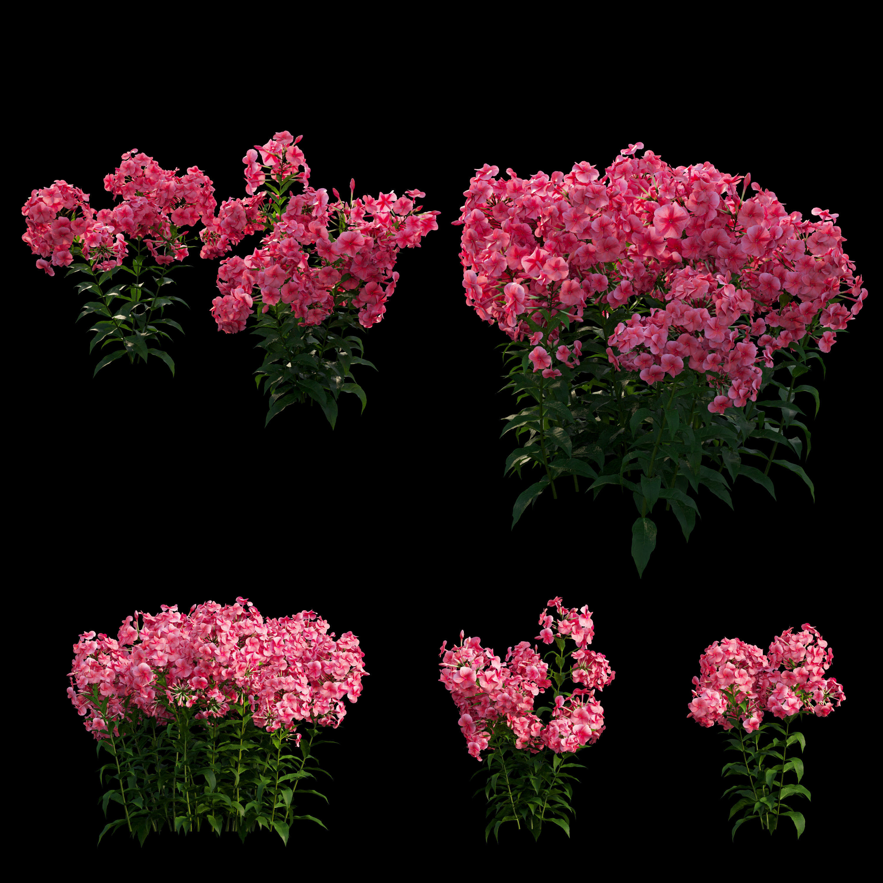Phlox paniculata red  3D model_2