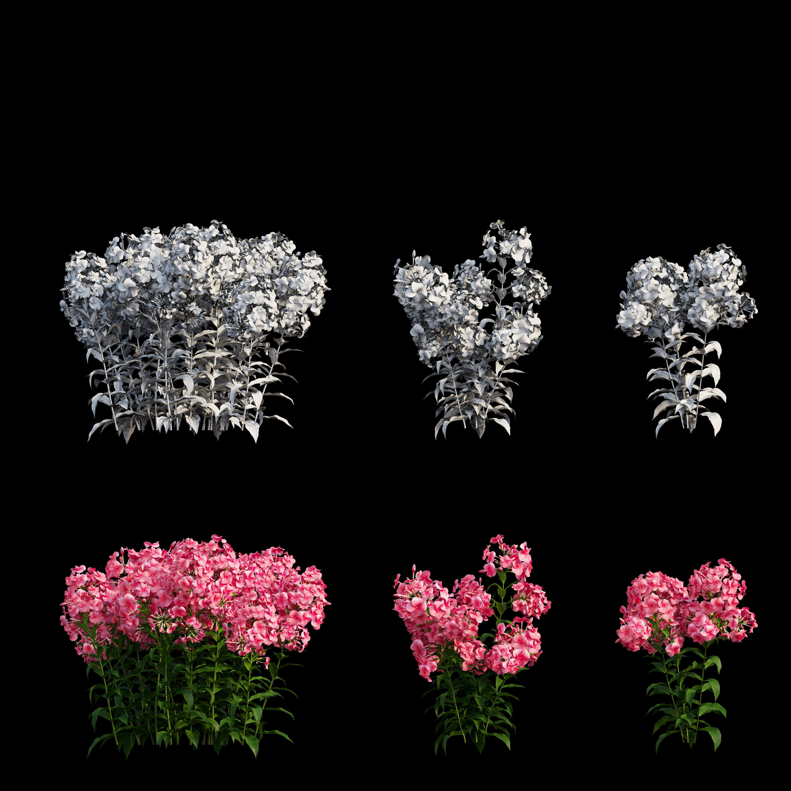 Phlox paniculata red  3D model_6