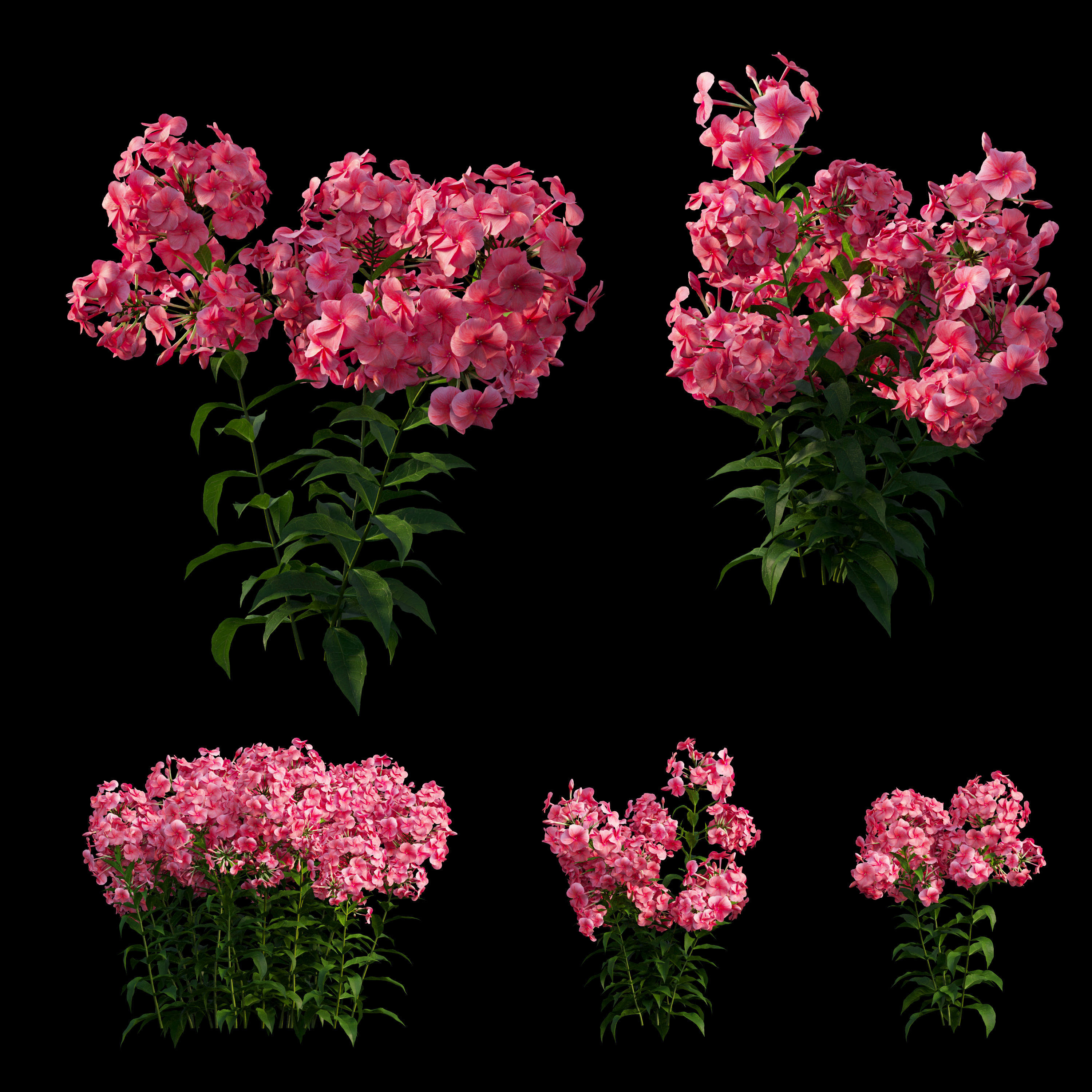 Phlox paniculata red  3D model_4