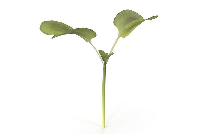 Daikon radish 3D model