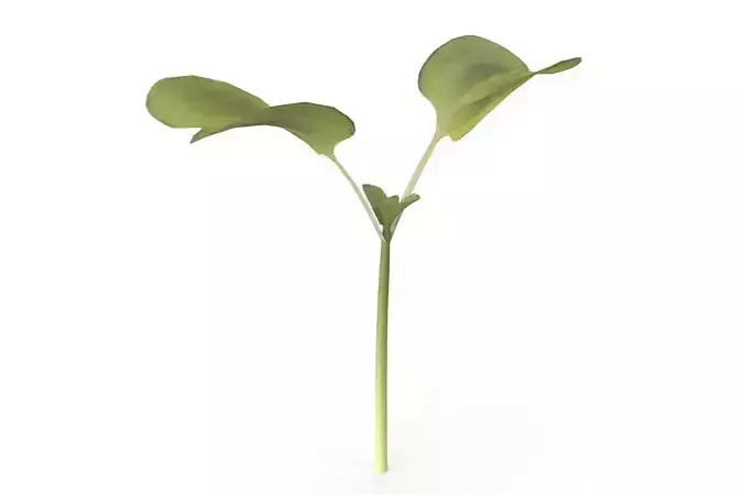 Daikon radish 3D model