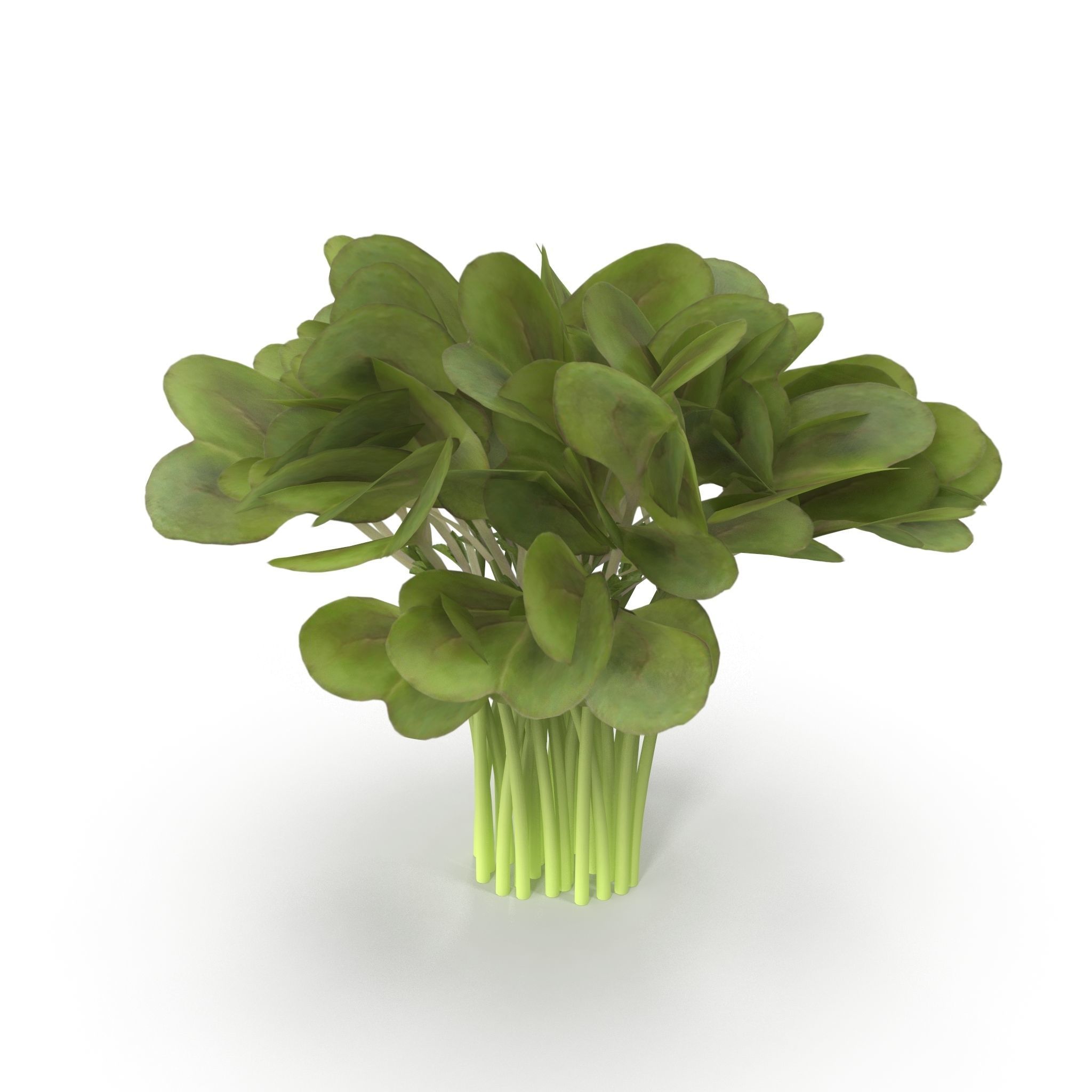Daikon radish Bunch 3D model_3