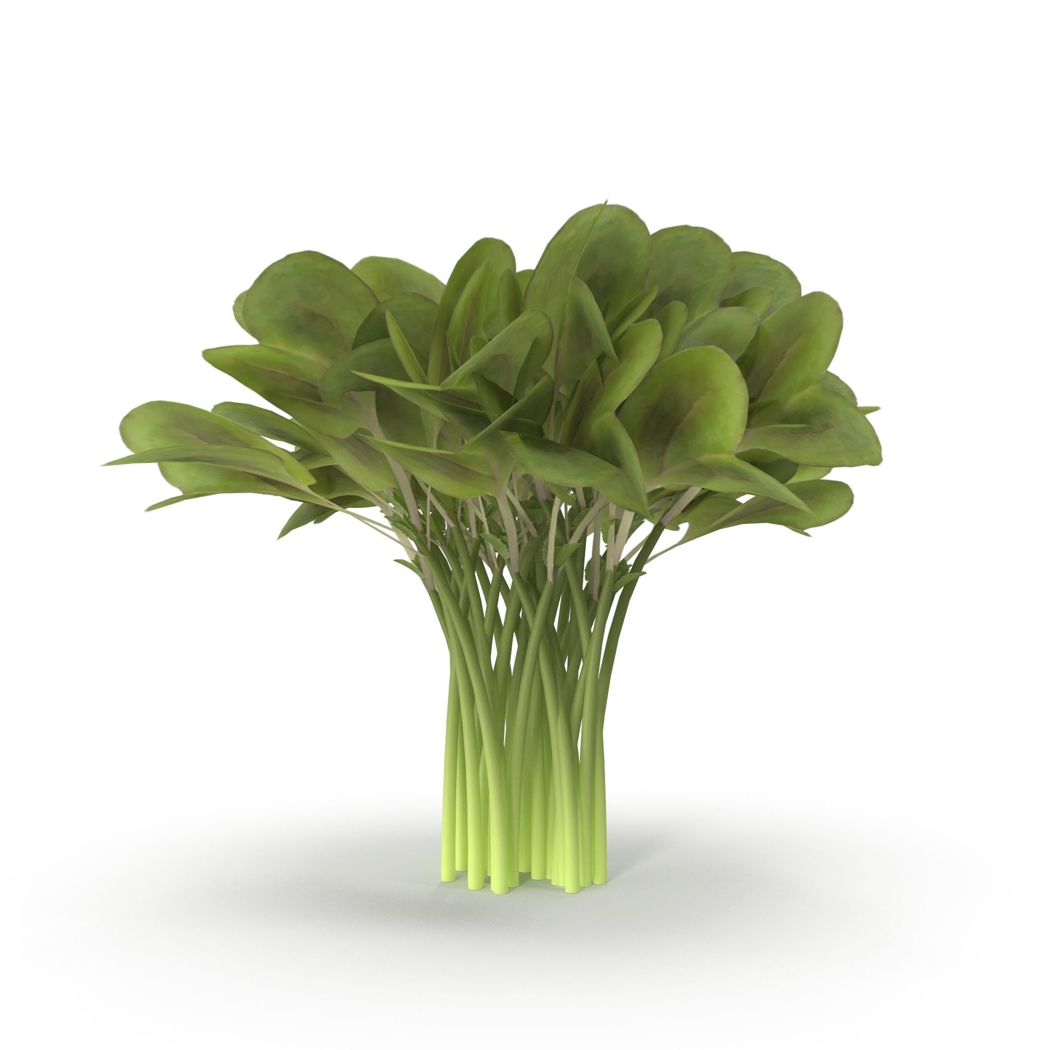 Daikon radish Bunch 3D model_5