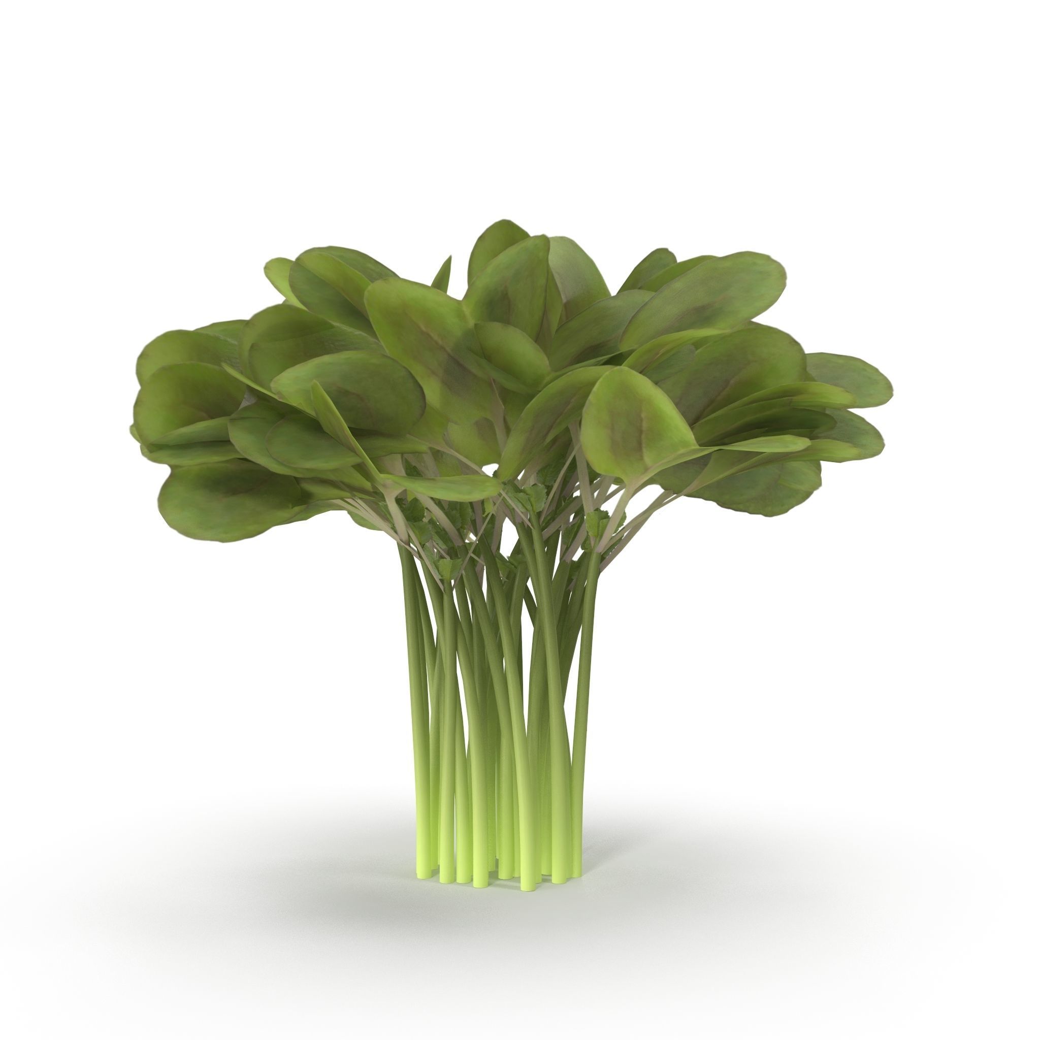 Daikon radish Bunch 3D model_4