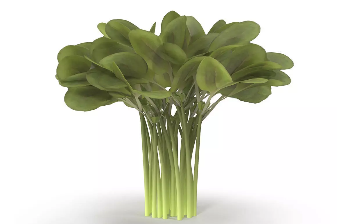 Daikon radish Bunch 3D model_0