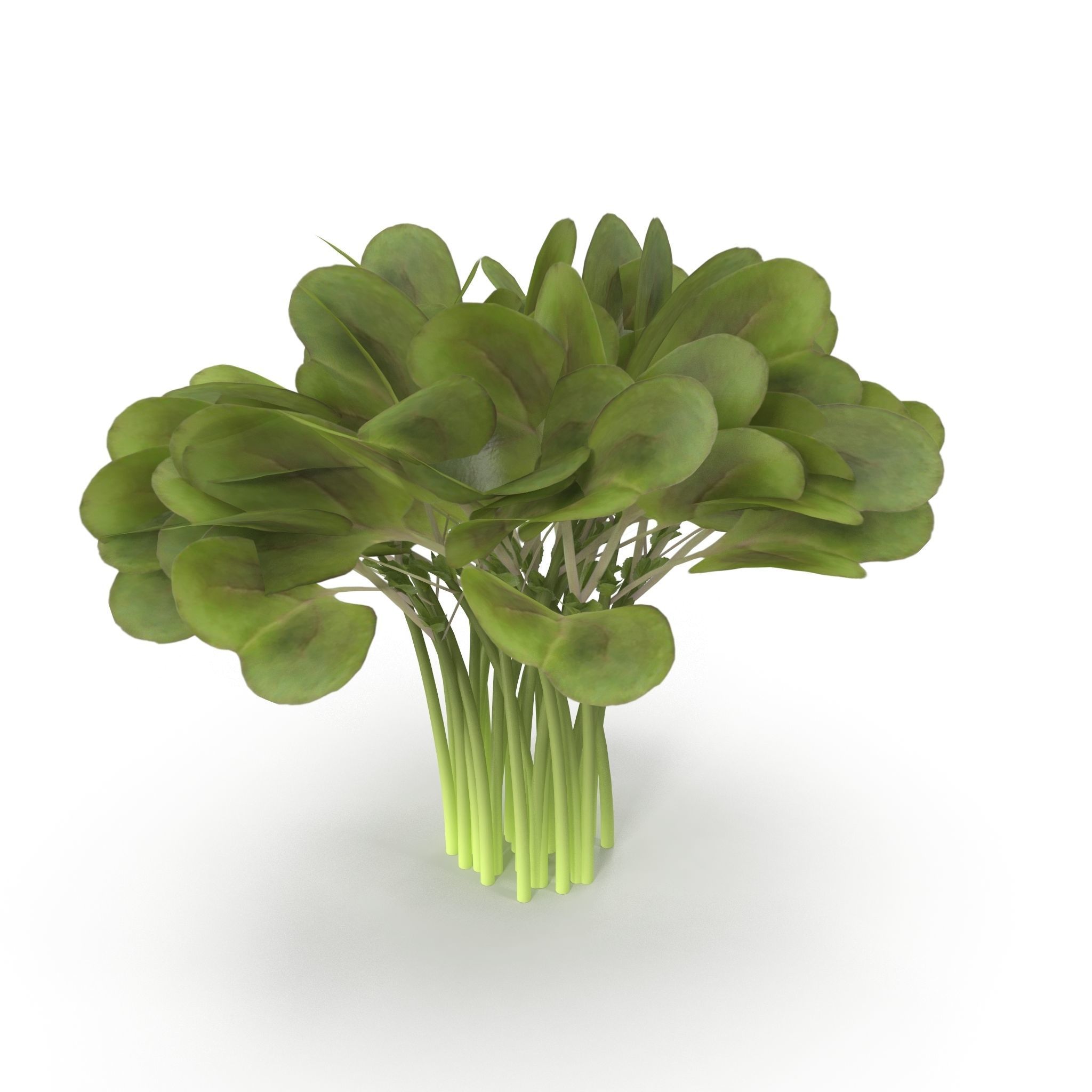 Daikon radish Bunch 3D model_2