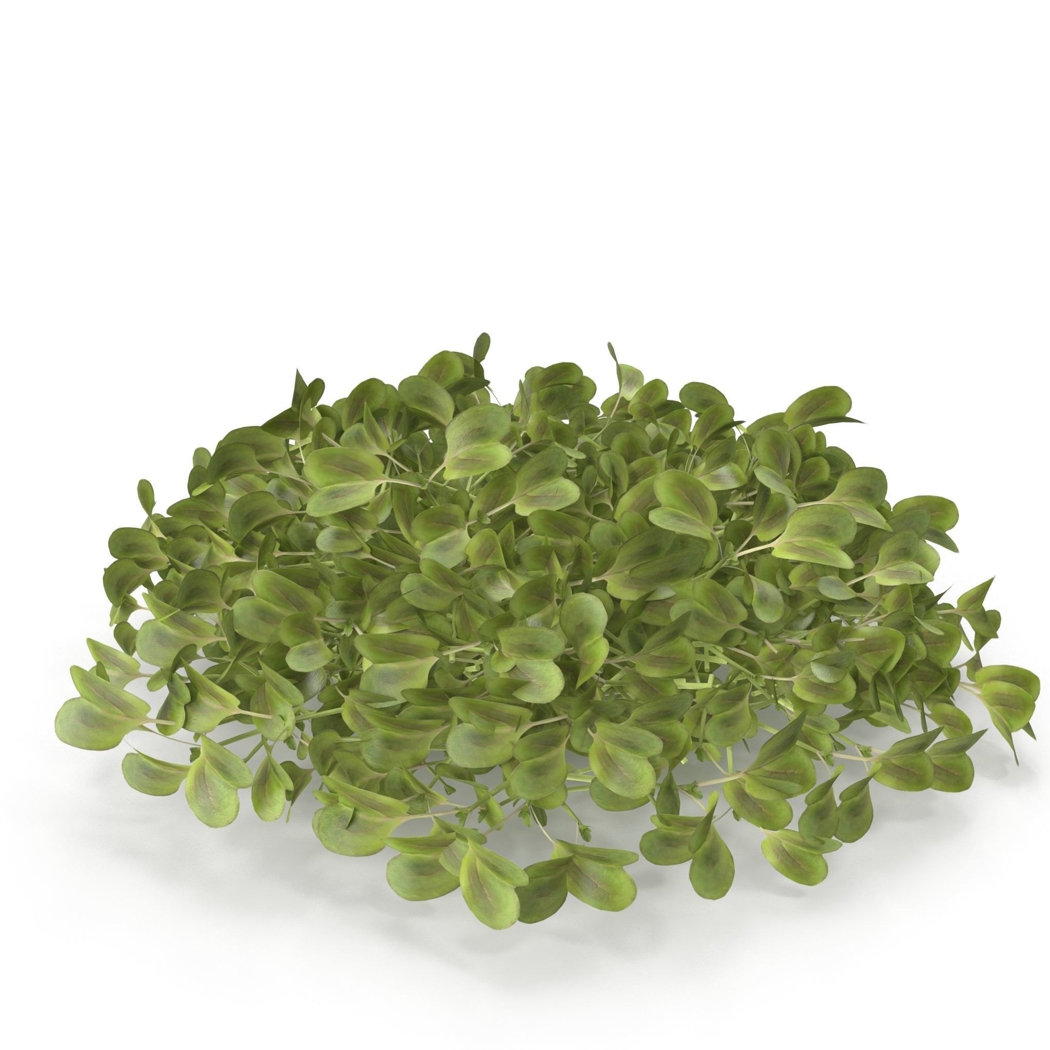 Daikon radish PS 3D model_2