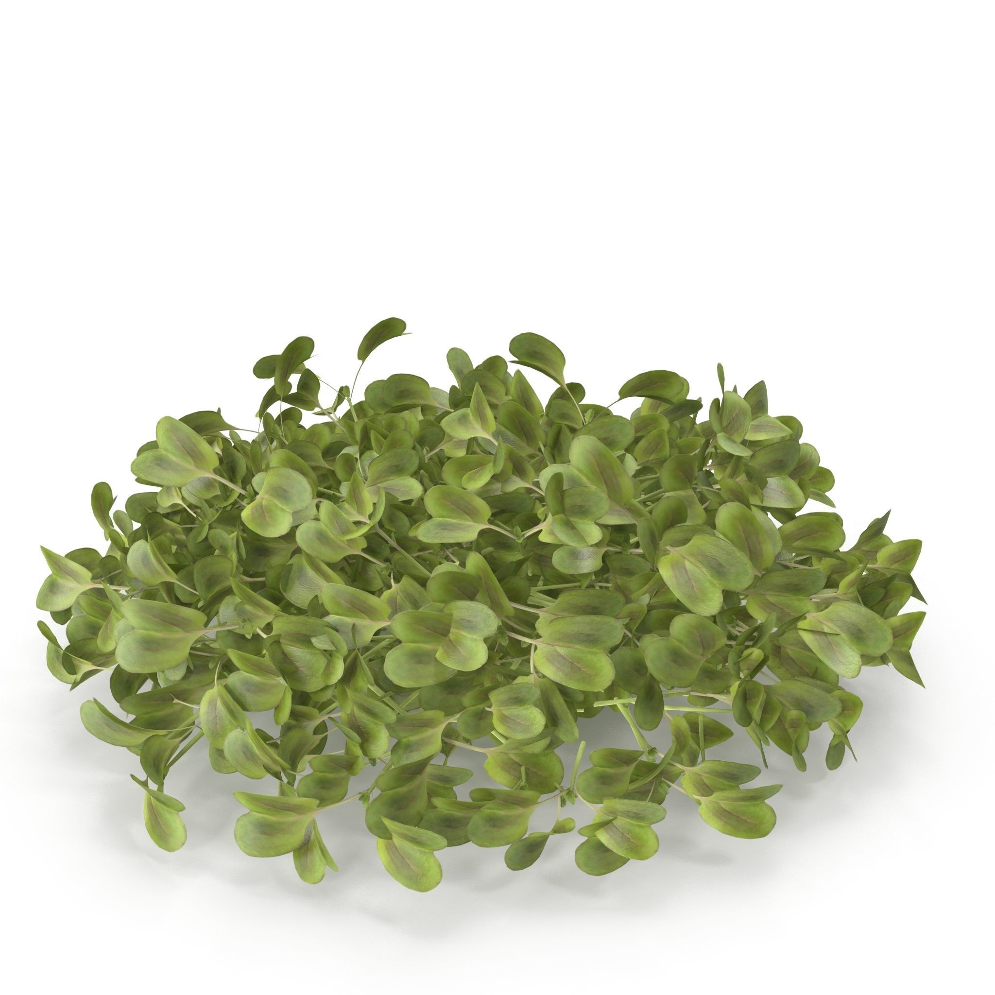 Daikon radish PS 3D model_3