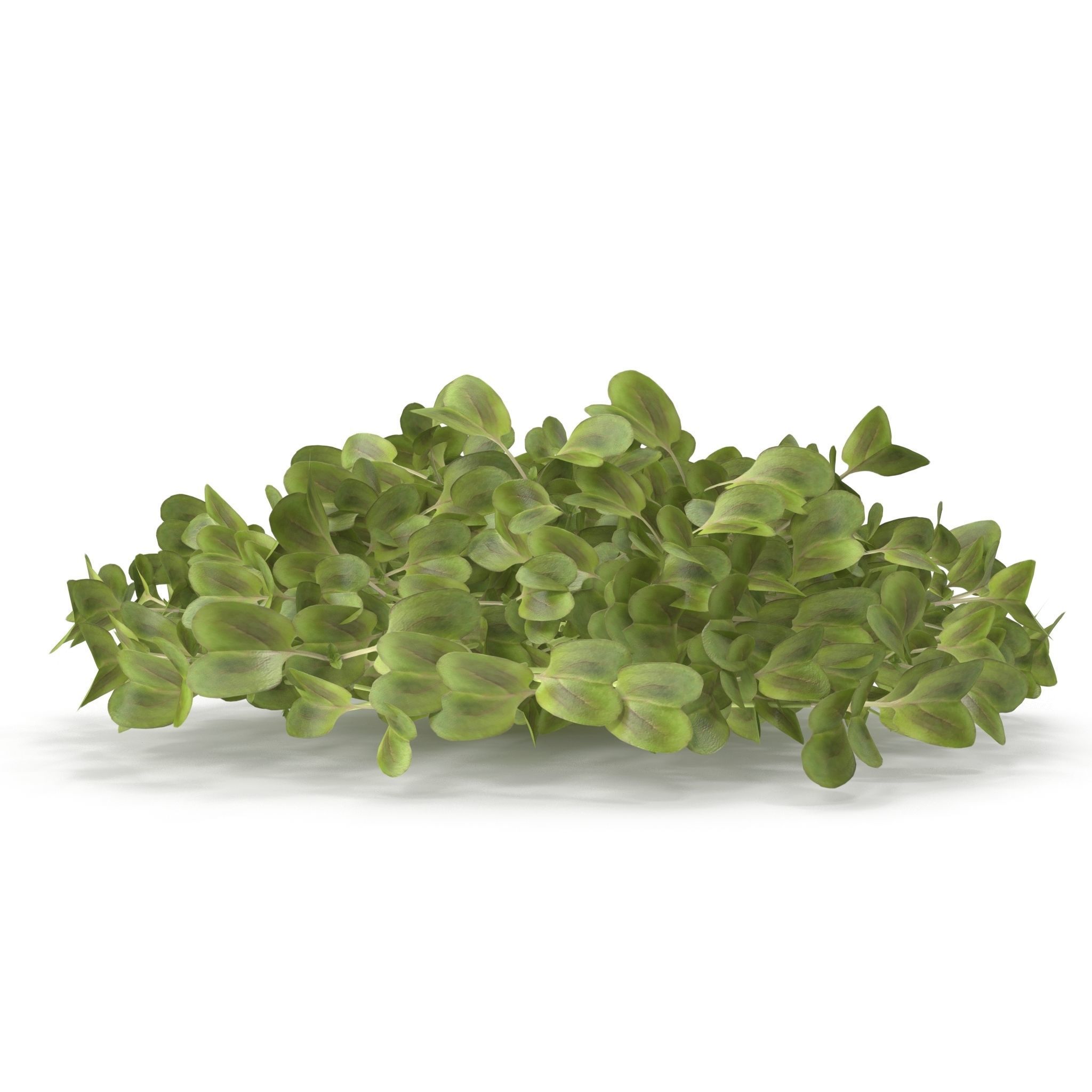 Daikon radish PS 3D model_5