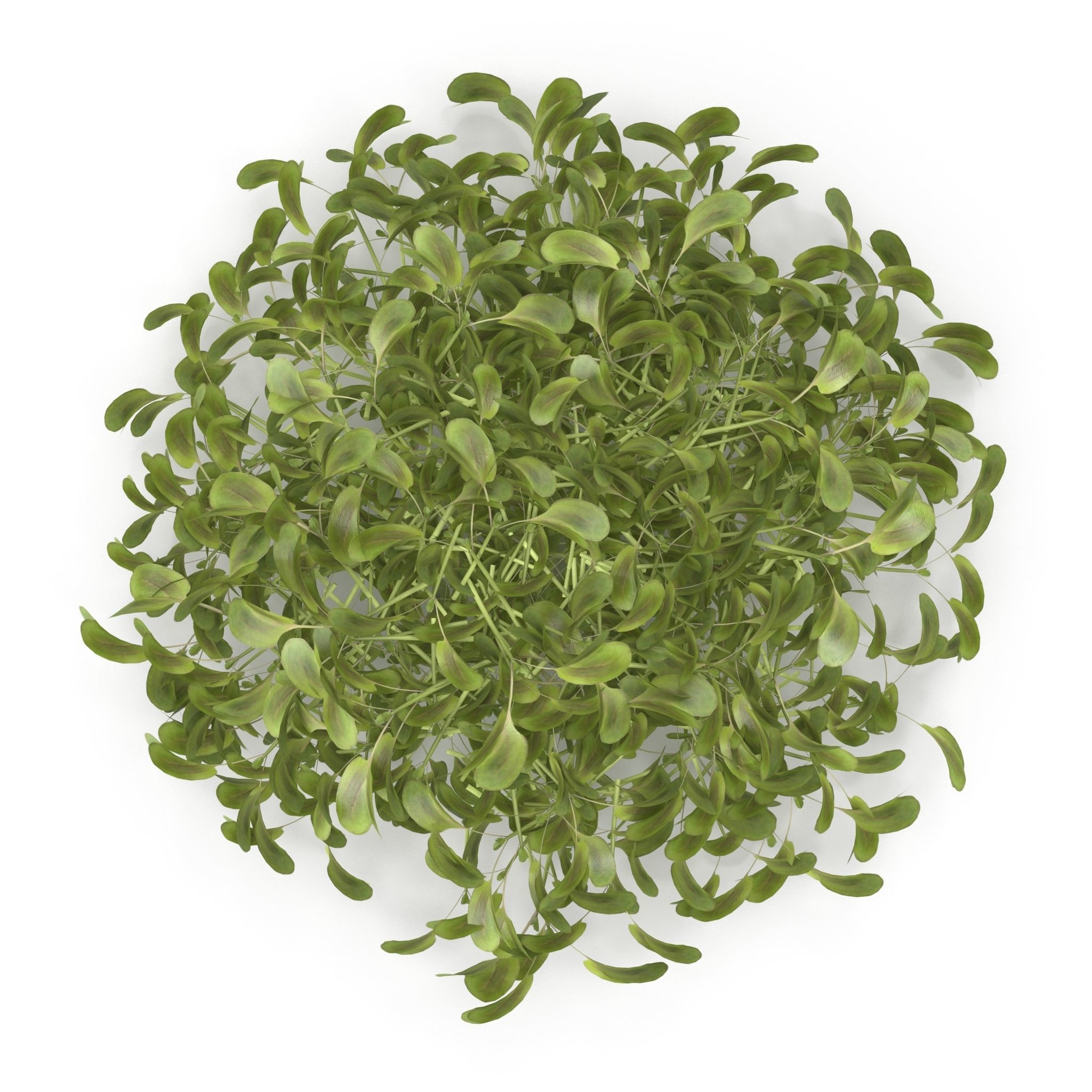 Daikon radish PS 3D model_6