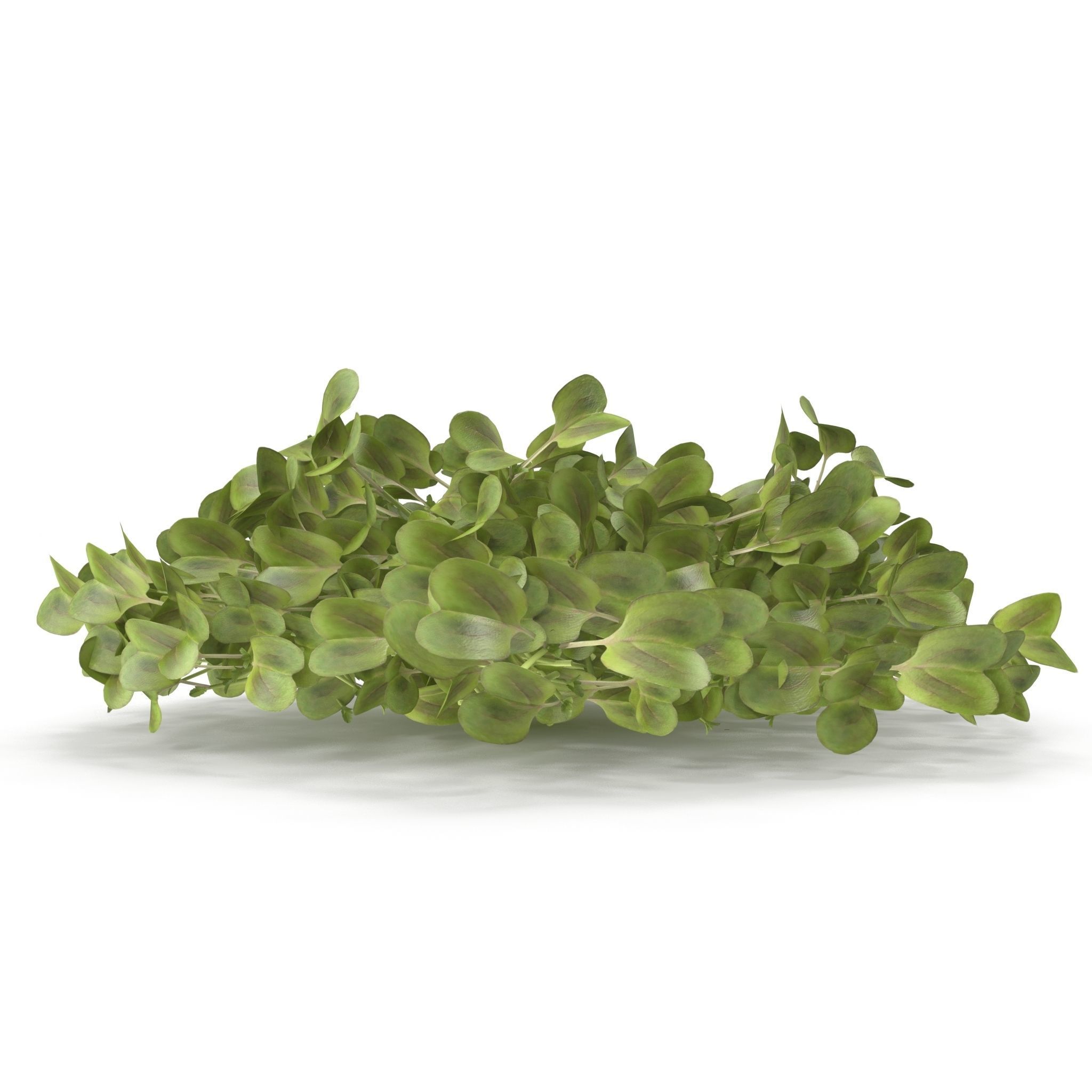 Daikon radish PS 3D model_4