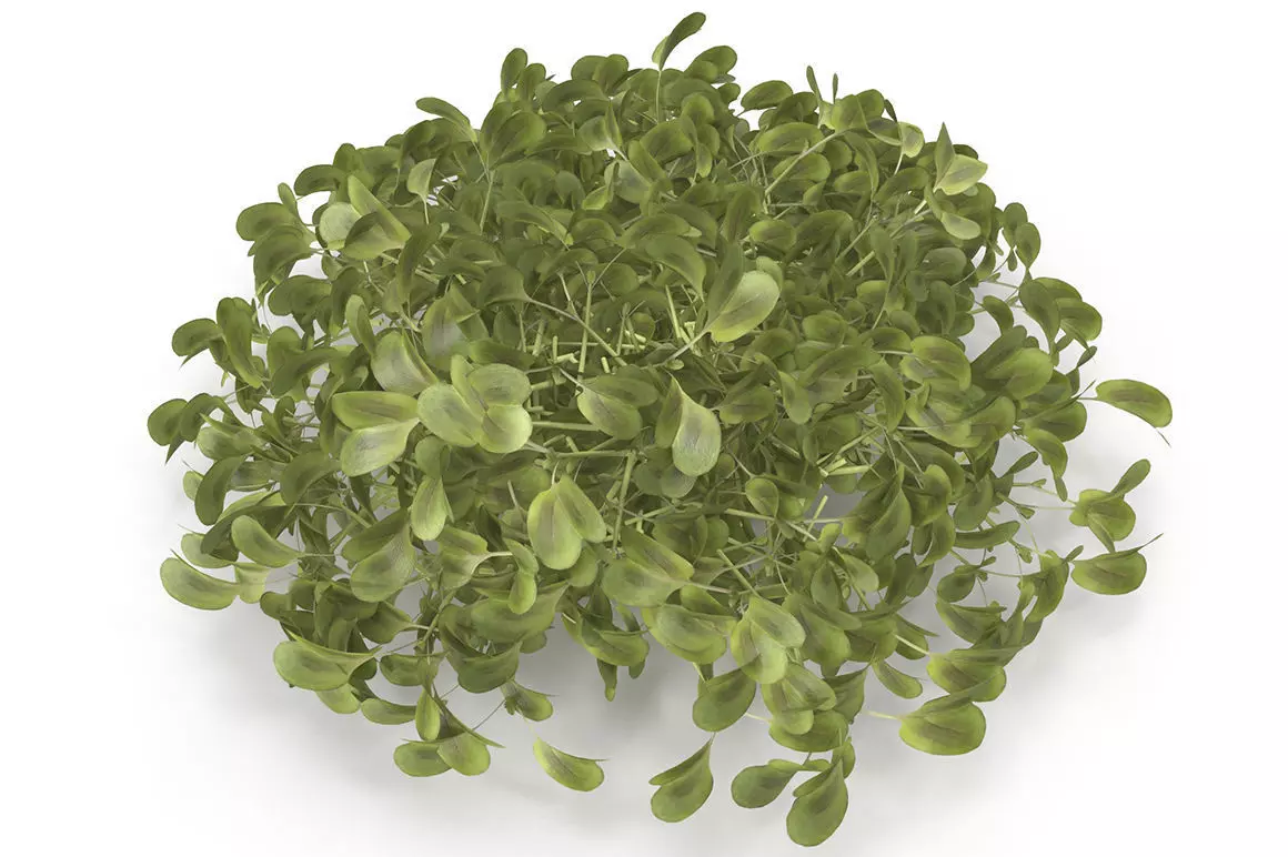 Daikon radish PS 3D model_0