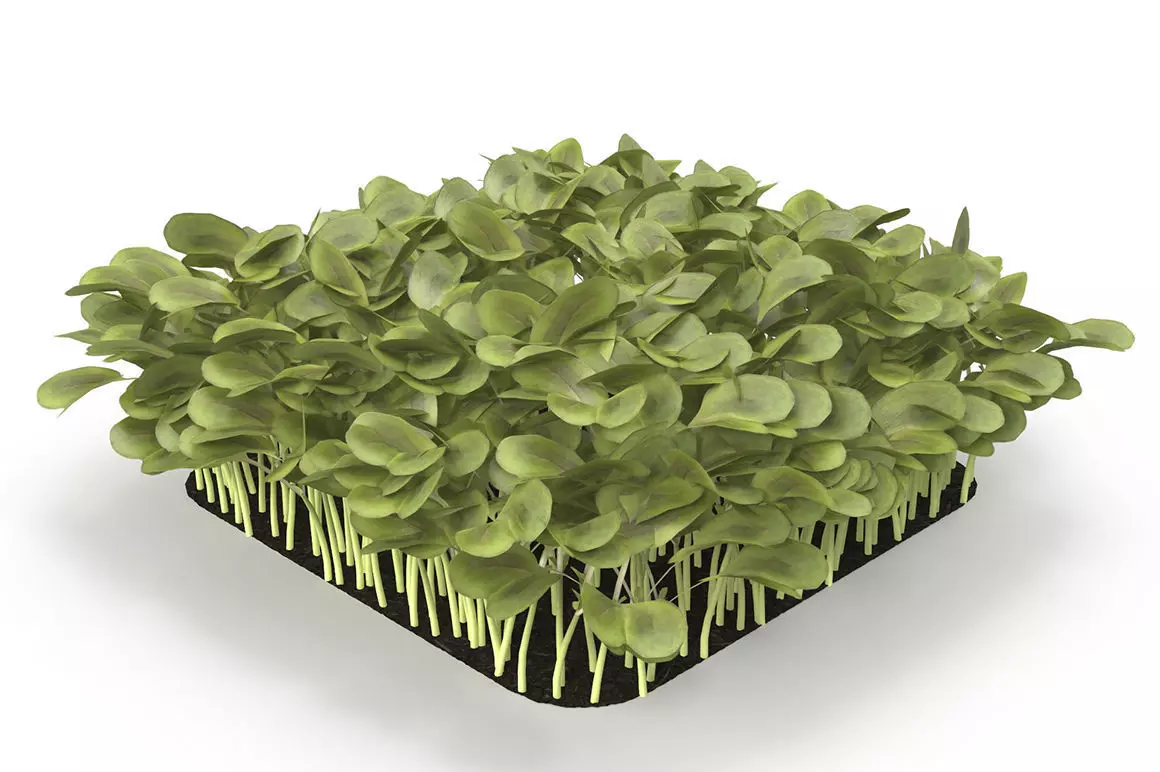 Daikon radish rect 3D model