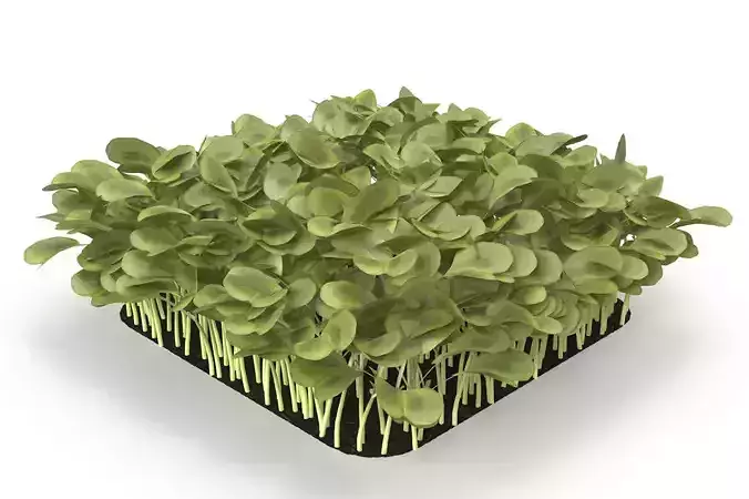 Daikon radish rect 3D model