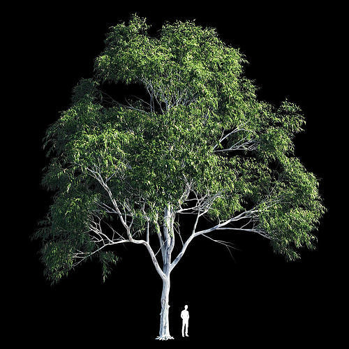 Eucalyptus 10 3D model