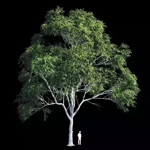 Eucalyptus 10 3D model