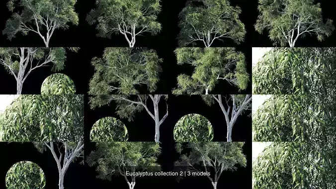 Eucalyptus collection 2 three trees