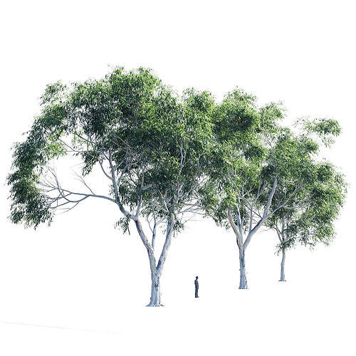 Eucalyptus collection 2 three trees 