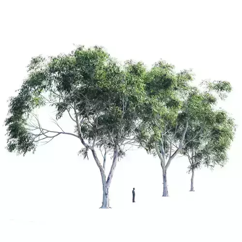 Eucalyptus collection 2 three trees 