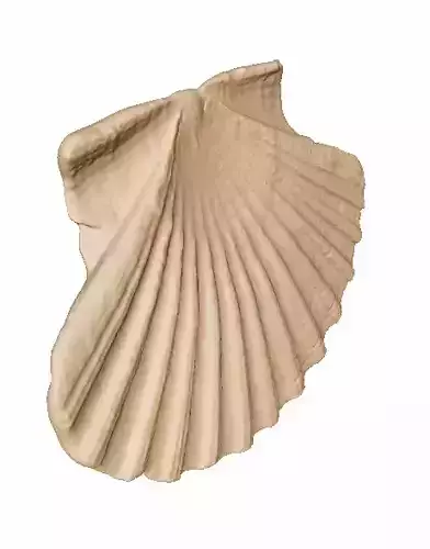 scan scallop shell for 3D printing 3D print model