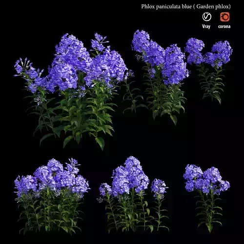 Phlox paniculata blue