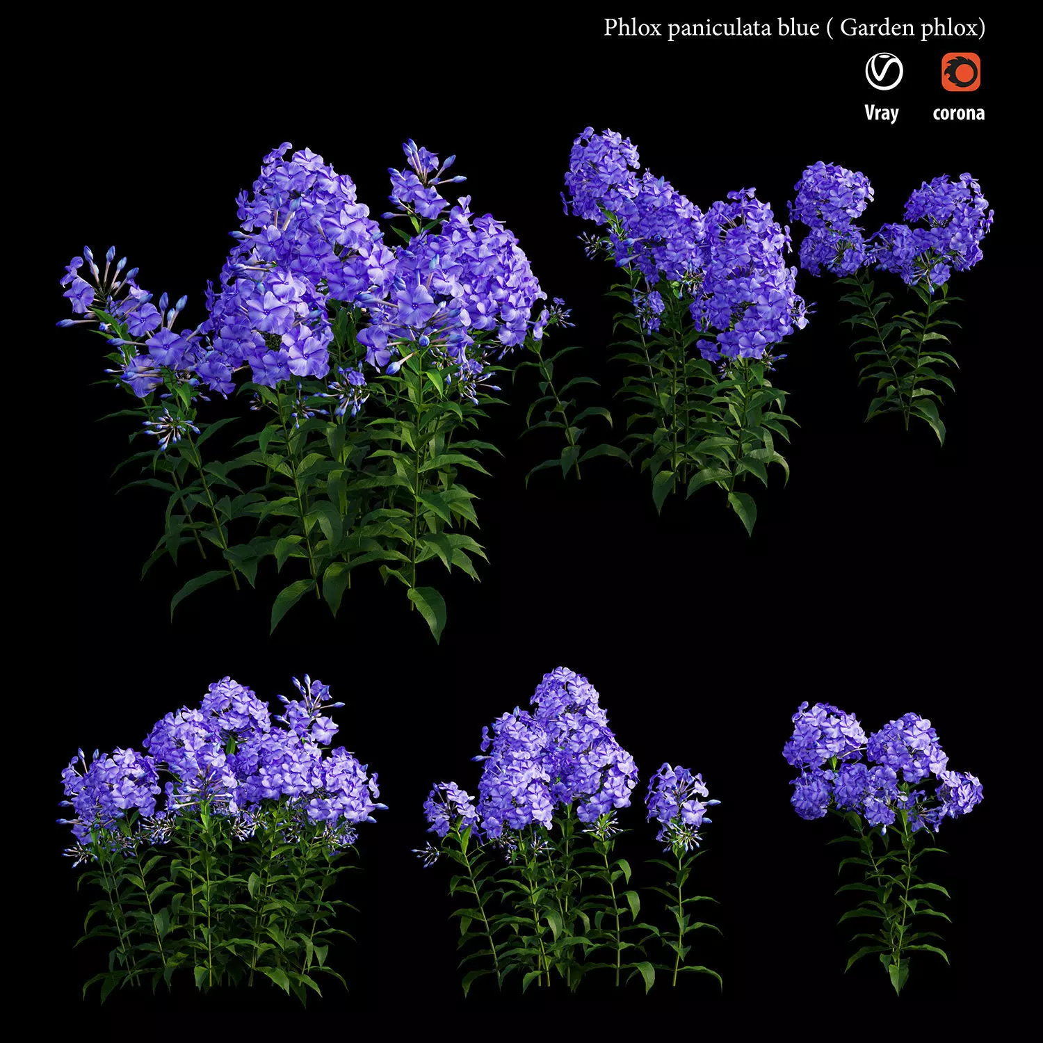 Phlox paniculata blue 3D model_0