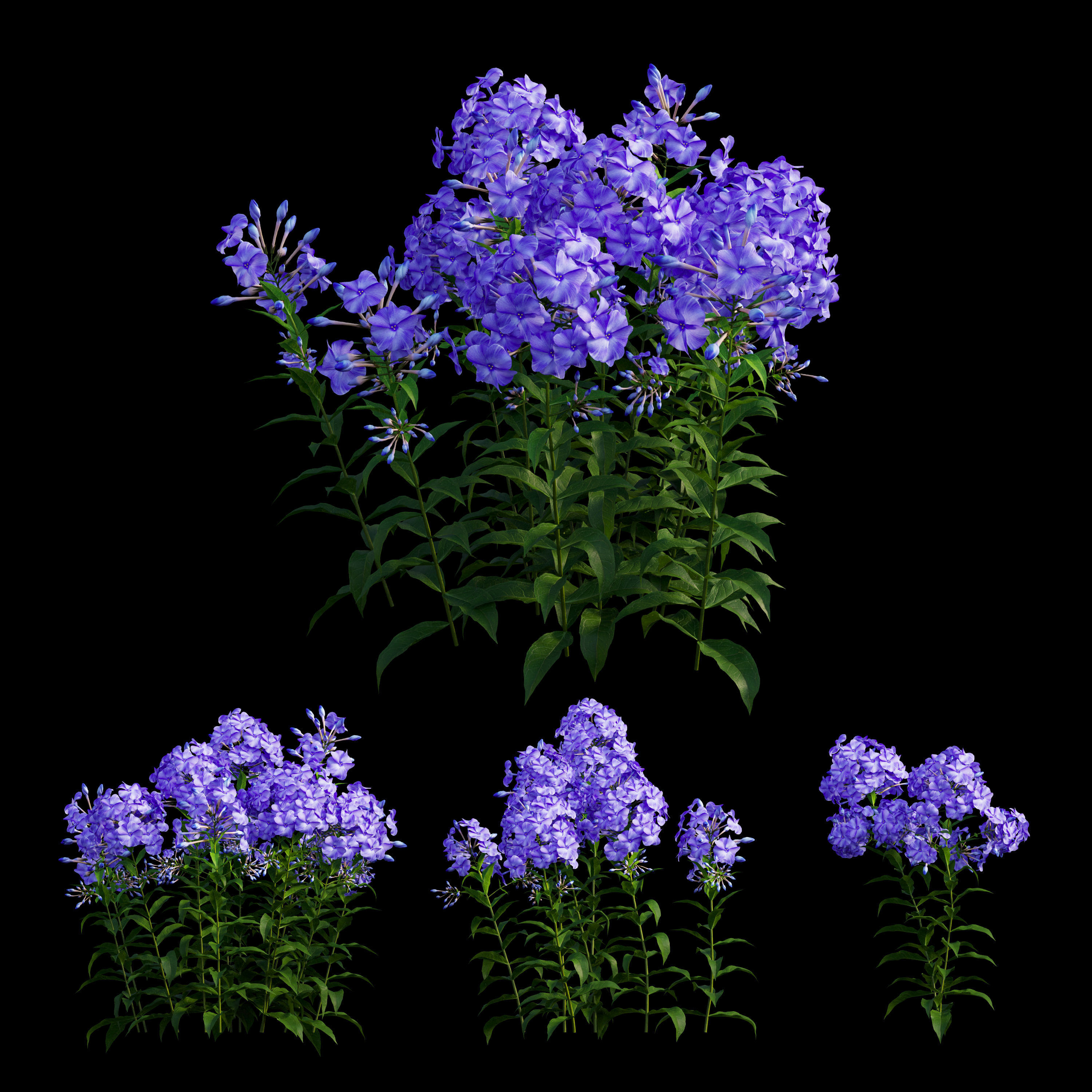 Phlox paniculata blue 3D model_3
