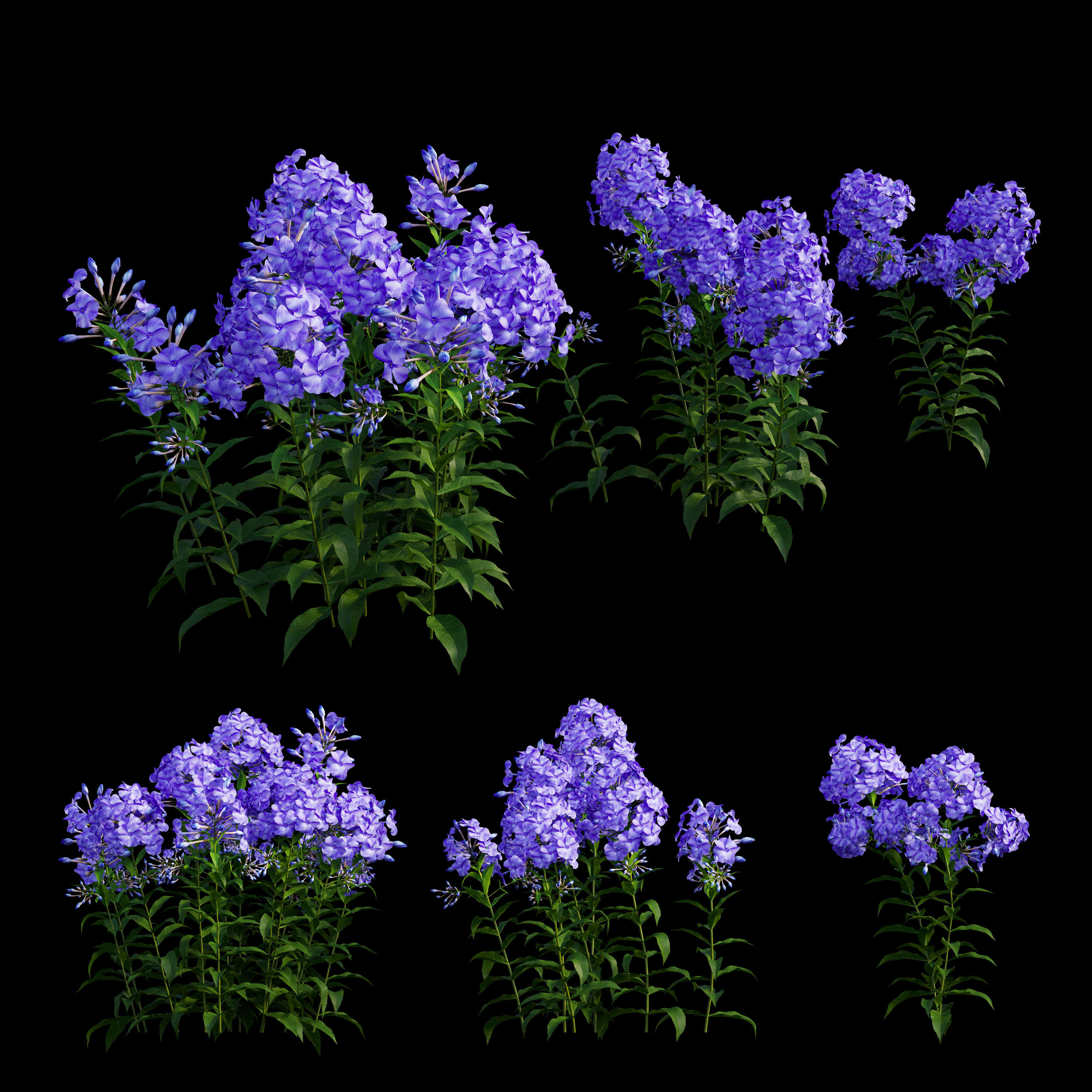 Phlox paniculata blue 3D model_2