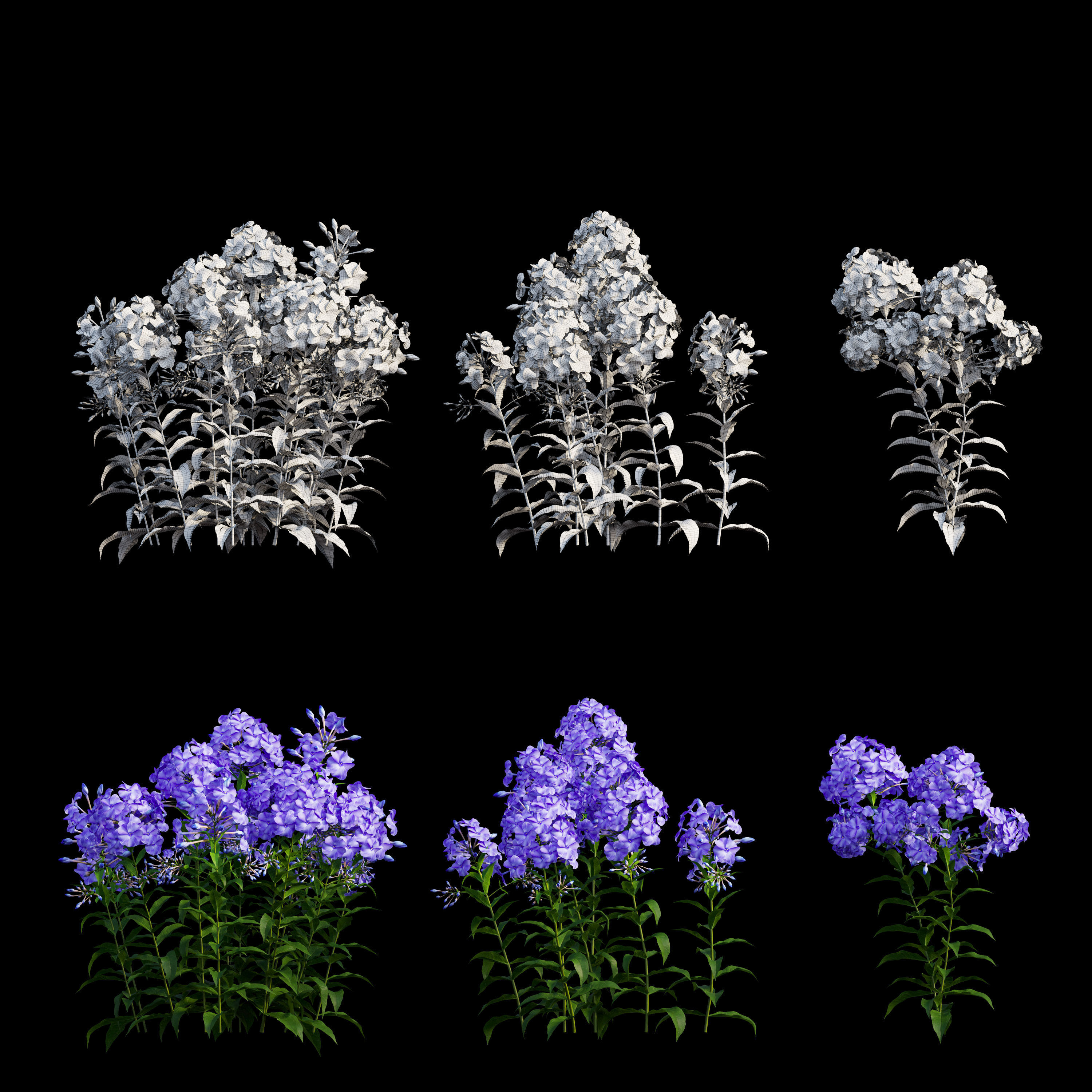 Phlox paniculata blue 3D model_6