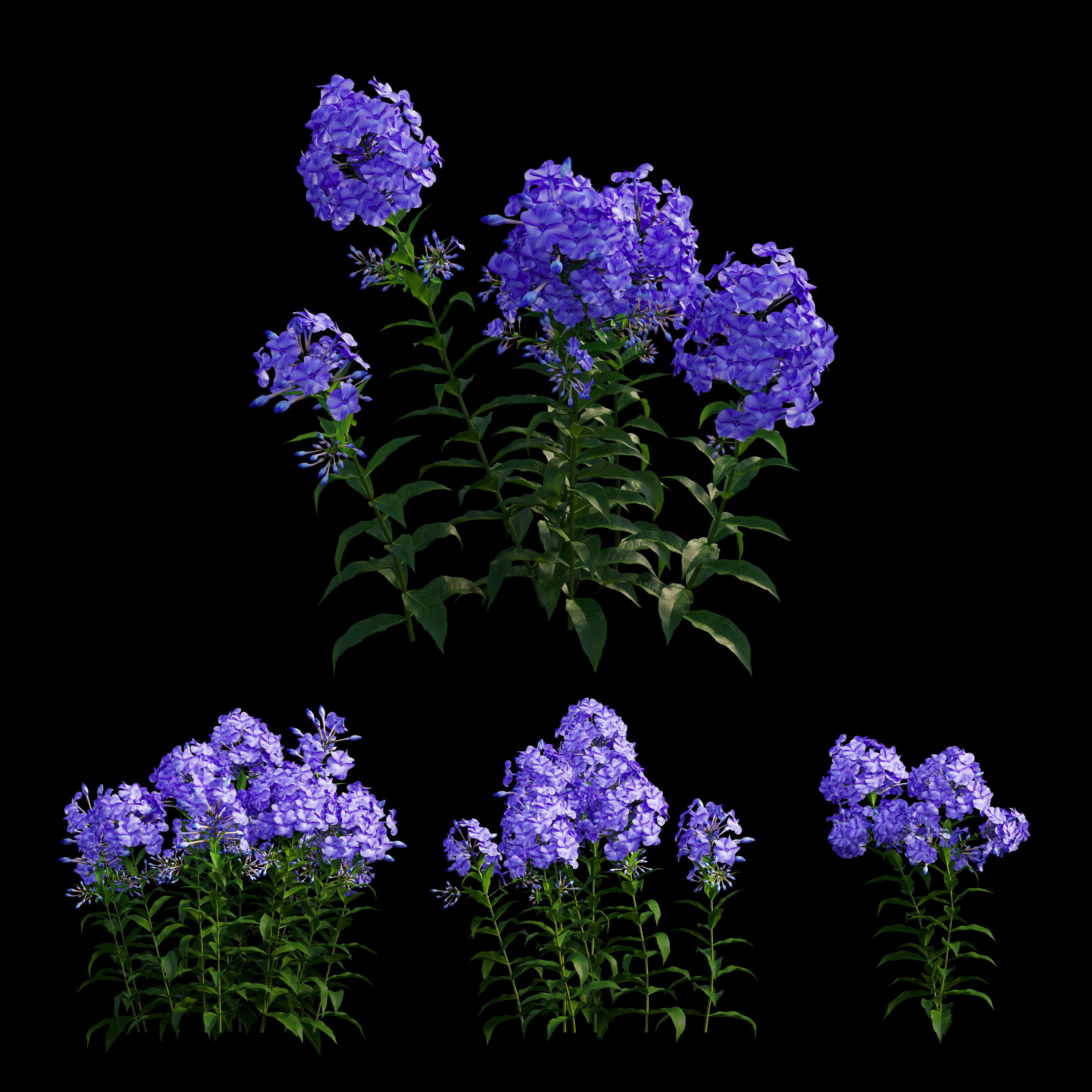 Phlox paniculata blue 3D model_4