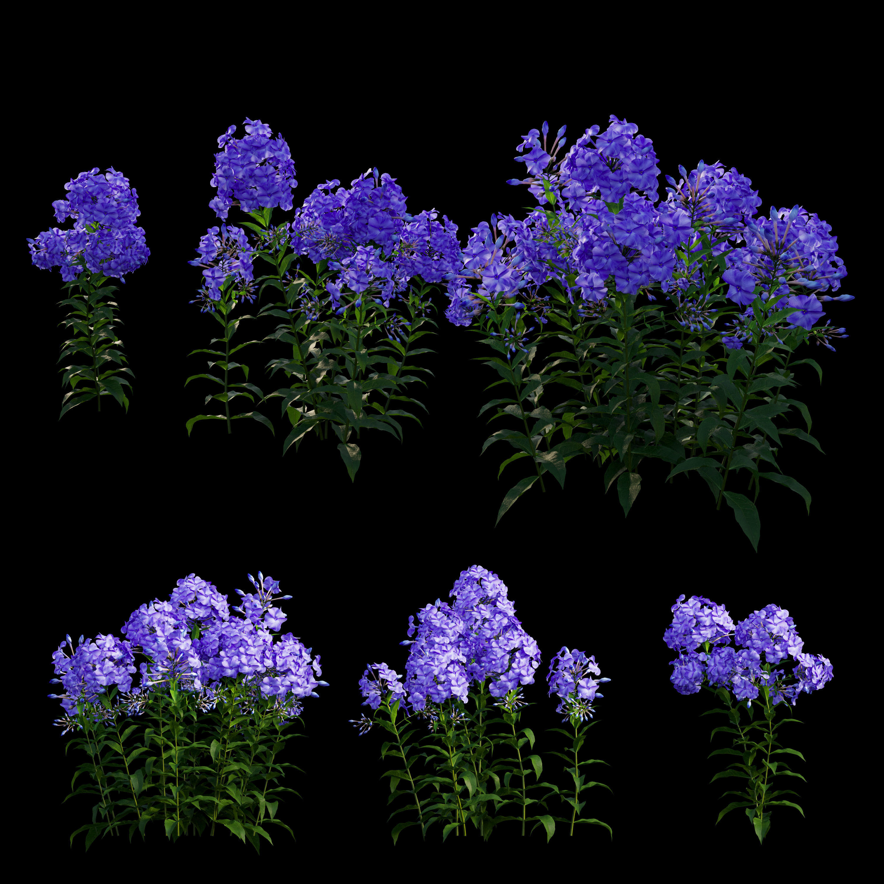 Phlox paniculata blue 3D model_1