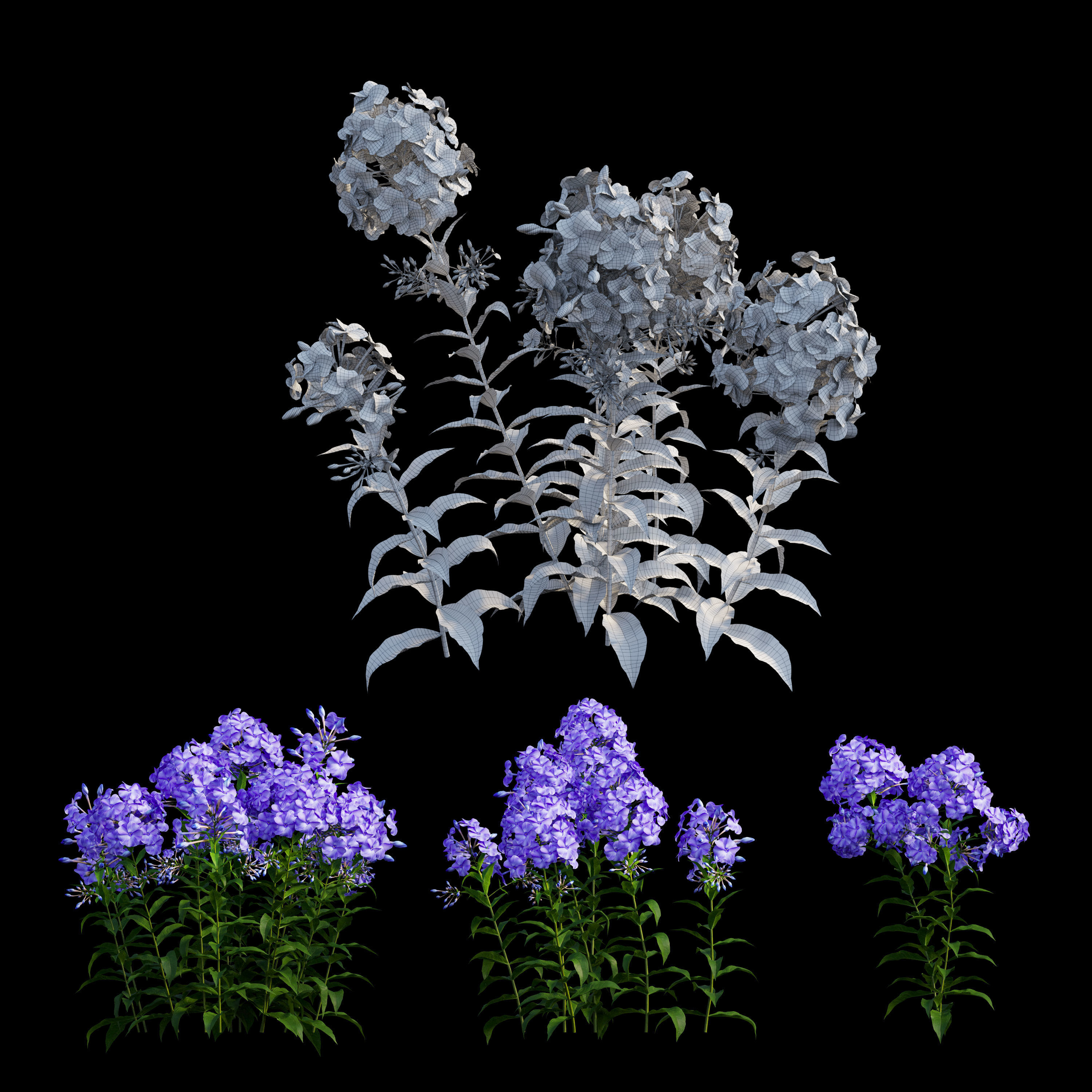 Phlox paniculata blue 3D model_7