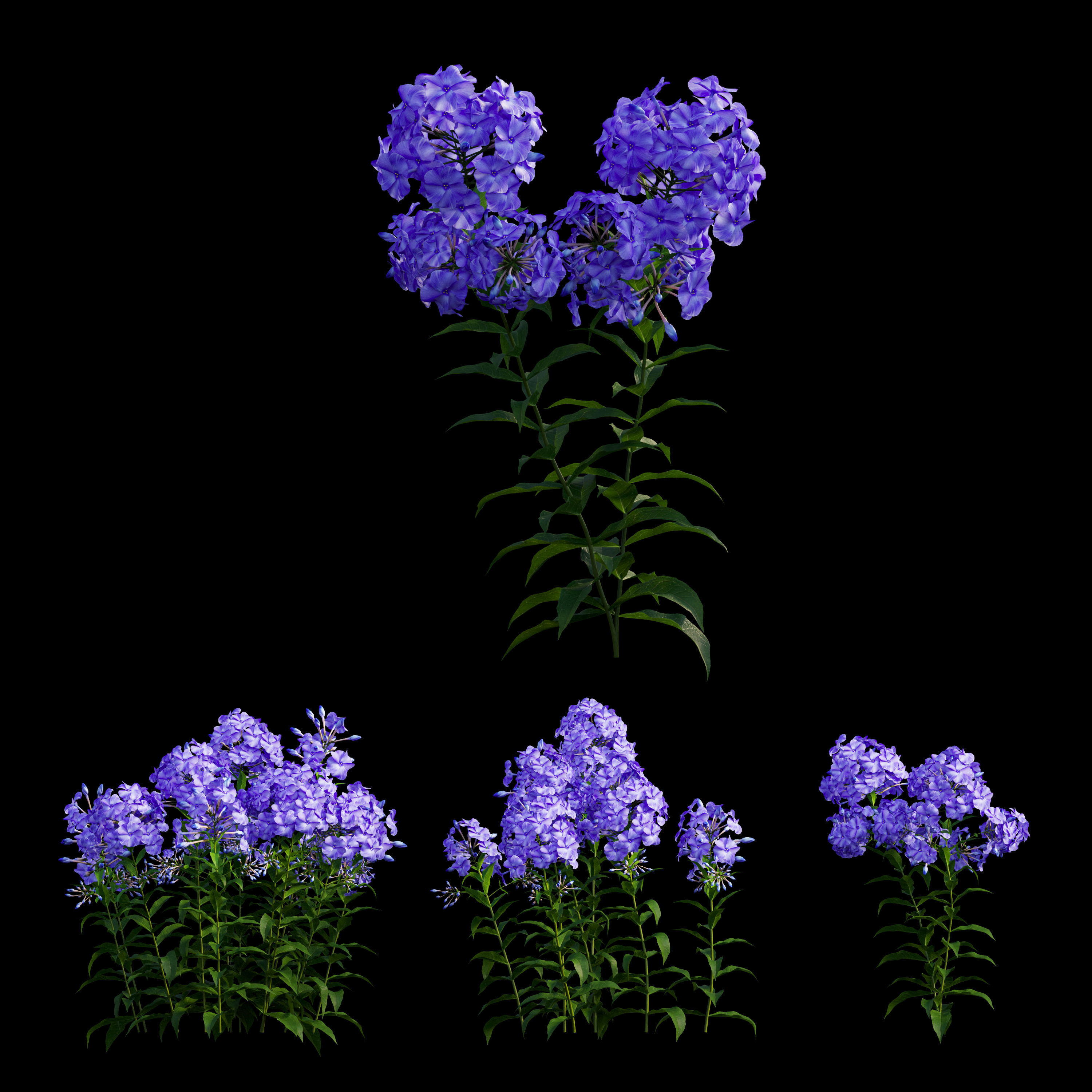 Phlox paniculata blue 3D model_5