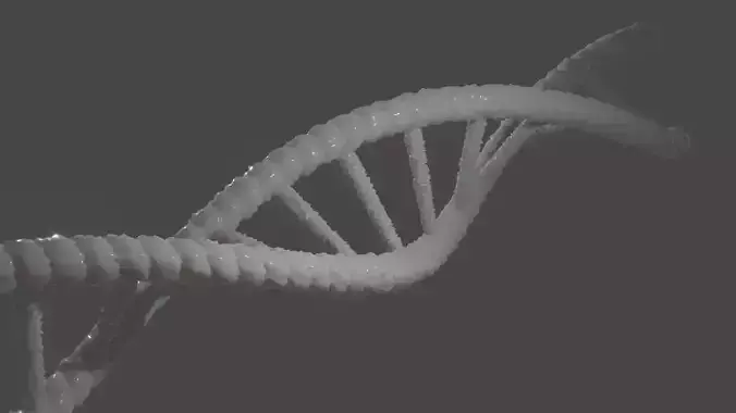 Model of DNA