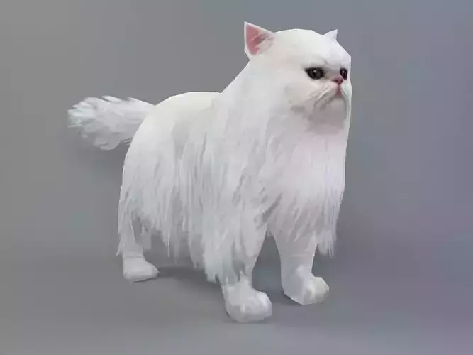 Persian Cat