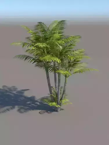 palm tree