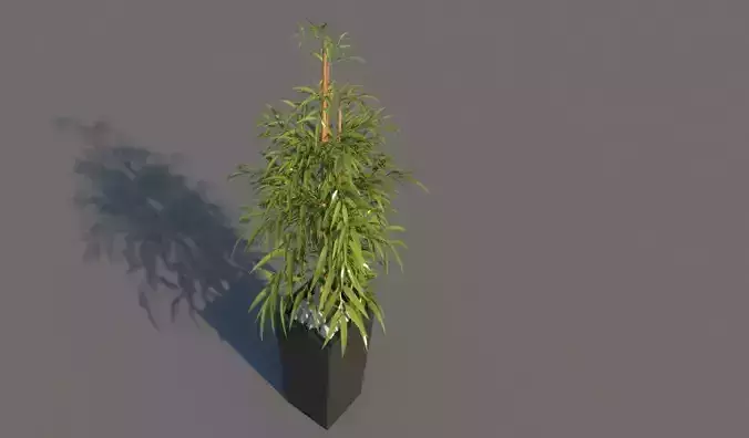 plant2 bamboo plant in pot