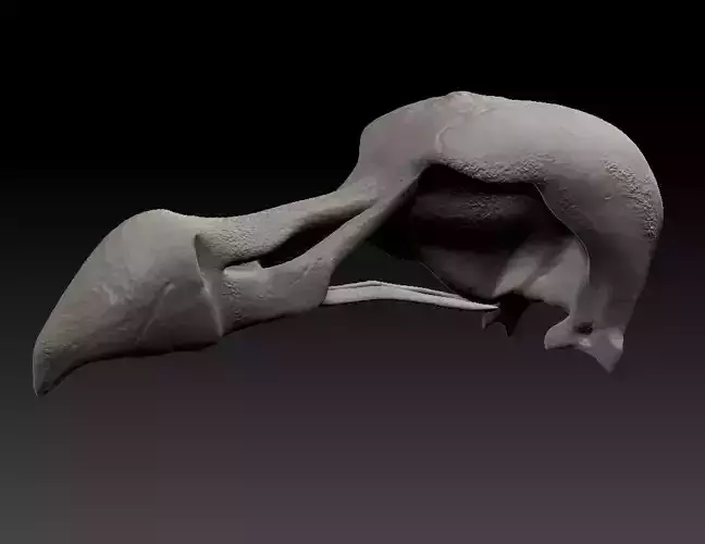 Dodo Bird Skull 3D Printable 3D print model