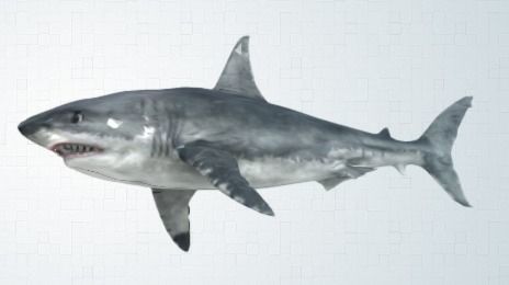 shark great jigsaw puzzle 3D model_3