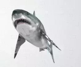 shark great jigsaw puzzle