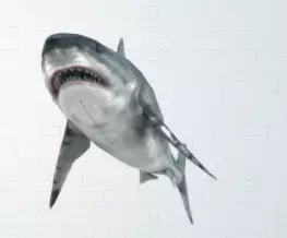 shark great jigsaw puzzle 3D model_0