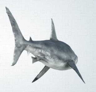 shark great jigsaw puzzle 3D model_5
