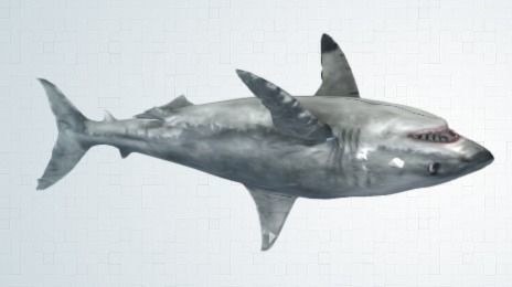 shark great jigsaw puzzle 3D model_2