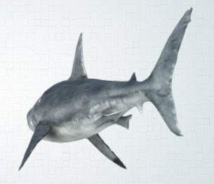 shark great jigsaw puzzle 3D model_4