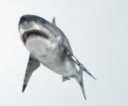 shark great jigsaw puzzle 3D model_1