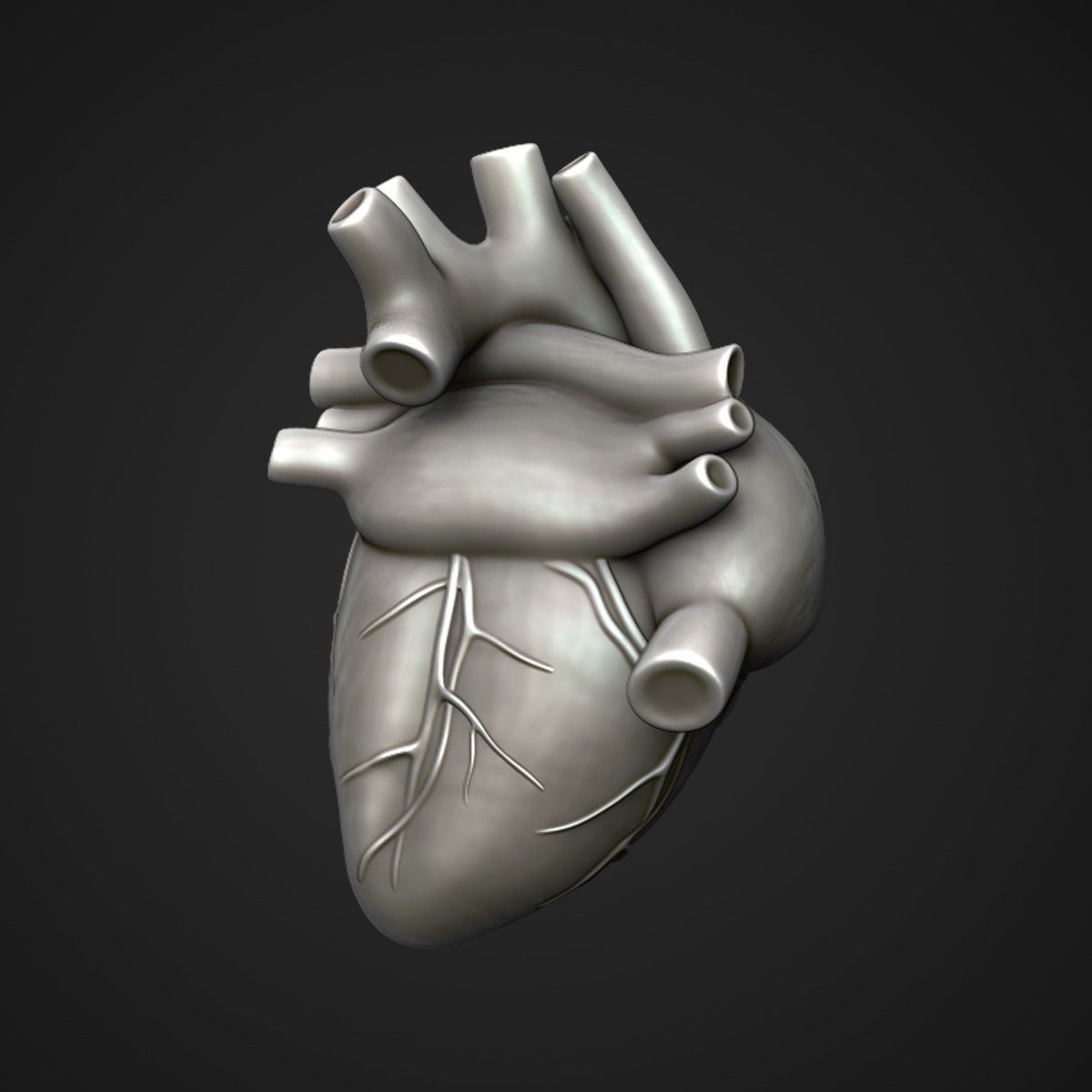 Human Heart Sculpt 3D model CGTrader