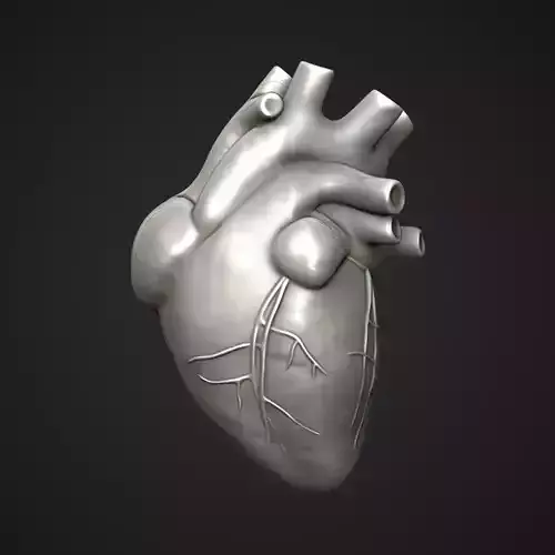 Human Heart Sculpt