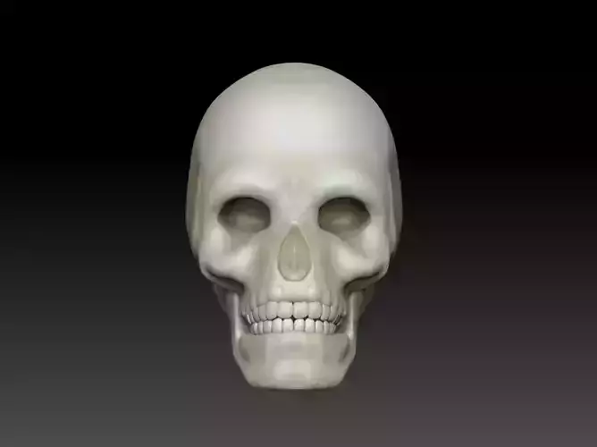 Skull human antomy