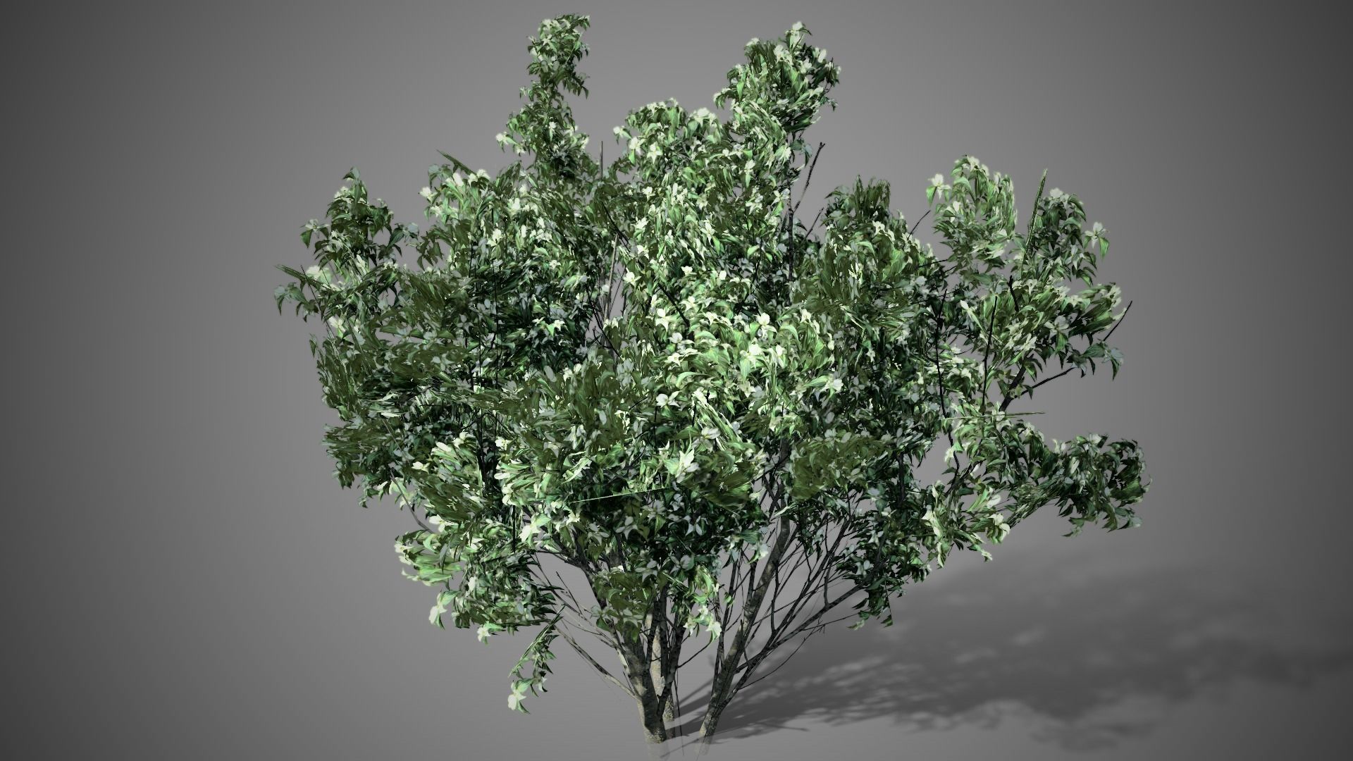 Kousa Dogwood Flowers Tree Low-poly 3D model_2