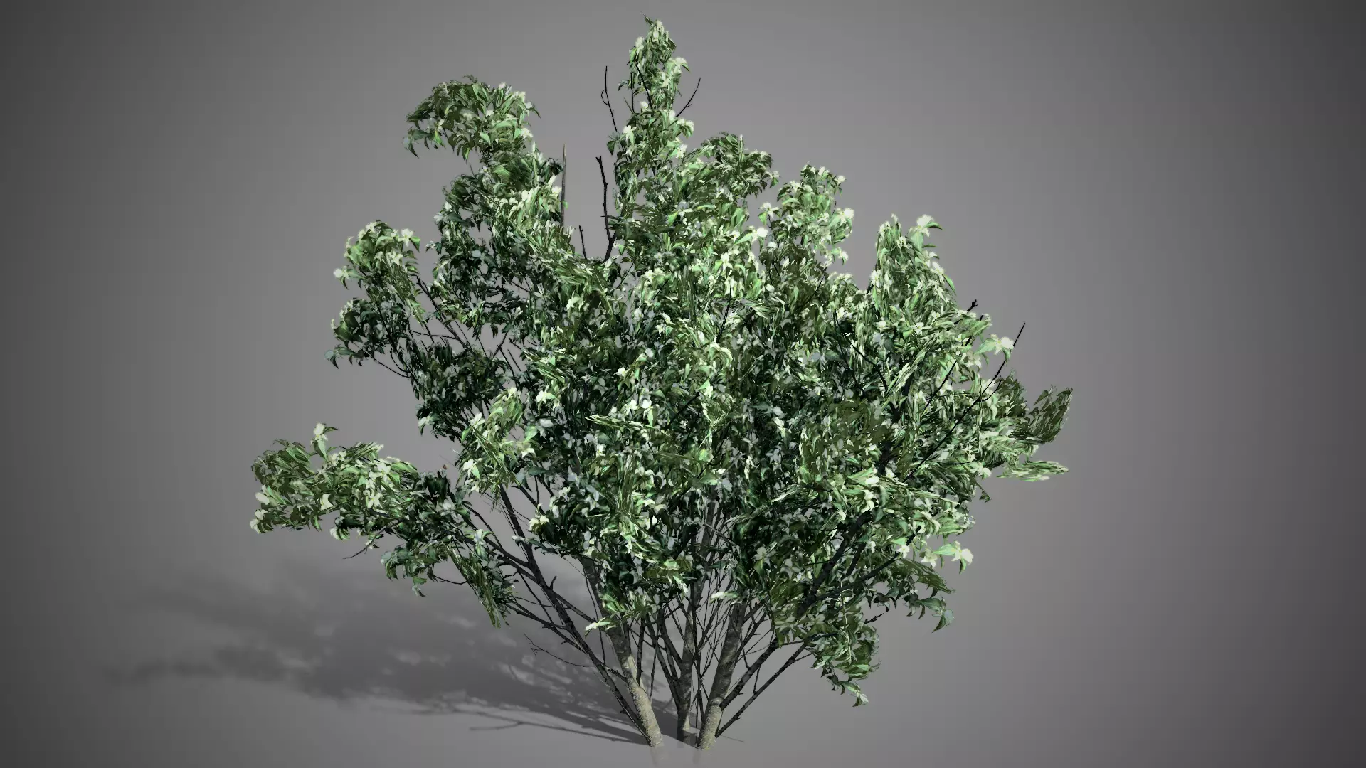 Kousa Dogwood Flowers Tree Low-poly 3D model_0